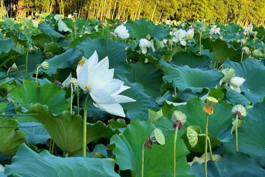Guangchang Chinese Lotus